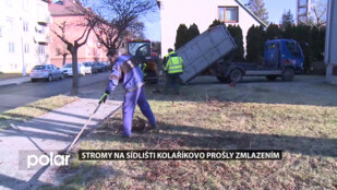 Frýdek-Místek si zakládá na zeleni. Stromy na sídlišti Kolaříkovo prošly zmlazením