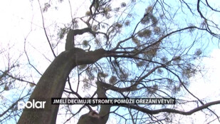 Jmelí decimuje stromy, pomůže ořezání větví?