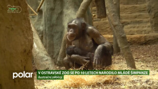 Ostravská ZOO má od února nový přírůstek! Narodil se tam šimpanz hornoguinejský