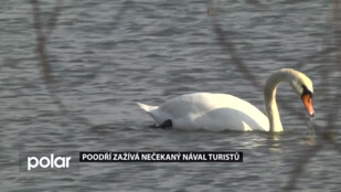 Hnízdění ptáků mohou ohrozit neukáznění návštěvníci CHKO Poodří