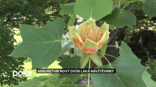 V Arboretu Nový Dvůr najdete zajímavé dřeviny a také přívětivý stín