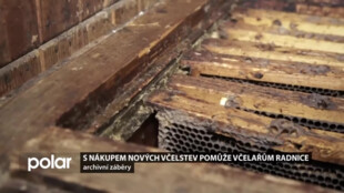 S nákupem nových včelstev pomůže včelařům radnice