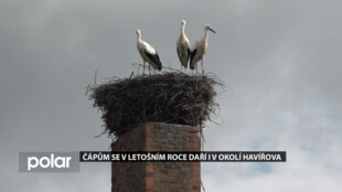 Čápům se v letošním roce daří i v okolí Havířova. Mají dostatek potravy, a to i díky přemnoženým hrabošům