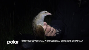 Ornitologové v Beskydech sčítali a kroužkovali celosvětově ohrožené chřástaly polní