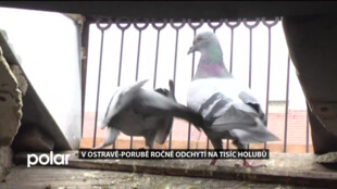 Ostrava-Poruba úspěšně bojuje s přemnoženými holuby. Pravidelně je odchytává