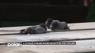 Ostrava-Poruba úspěšně bojuje s přemnoženými holuby. Pravidelně je odchytává