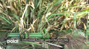 Vypěstované plodiny směřují pro bioplynku