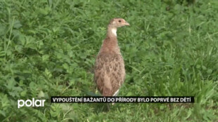 Děti z kroužku ochránců přírody přišly letos poprvé o společné vypouštění bažantů do volné přírody