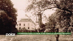 EKO MAGAZÍN: Strom, který pamatuje hraběnku Walburgu, roste v zámeckém parku v Kuníně