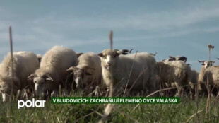 EKO MAGAZÍN: V Bludovicích zachraňují plemeno ovce valaška, stádo má přes sto kusů