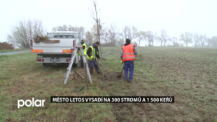 Frýdek-Místek za letošní rok vysadí na 300 stromů a 1 500 keřů