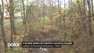 V Novém Jičíně kácí u břehů potoka desítky suchých stromů