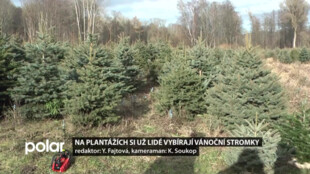 Plantáže nabízejí tisíce vánočních stromů včetně exotických. V Kunově si je oblíbili i bobři