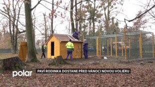 Předvánoční dárek pro paví rodinka z Karviné, zvířata dostala novou voliéru