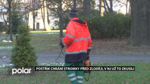 Postřik chrání stromky před zloději, v Novém Jičíně už to zkusili