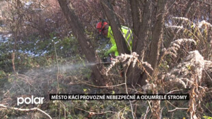 Jsou suché nebo napadené nemocemi, proto jdou k zemi. Frýdek-Místek provádí pravidelné kácení stromů