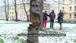 Vandalové se v Ostravě-Přívoze vyřádili na mladých stromcích. Škoda přesáhla 100 tisíc