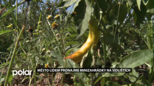 Frýdek-Místek připravuje projekt minizahrádek na sídlištích, lidé si budou moci pěstovat vlastní zeleninu, ovoce, či kytky