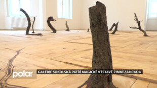 Přírodní objekty na výstavě Zimní zahrada v Galerii Sokolská v Ostravě evokuji bytový interiér