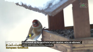 Ptáci teď potřebují naši pomoc. Zbytky od oběda, nebo svačiny je ale mohou i zabít