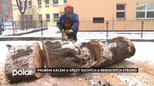 Ve Frýdku-Místku se postupně kácí suché a nemocné stromy, nejprve se je ale snaží zachránit ořezy