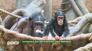 EKO MAGAZÍN: Šimpanzí mládě oslavilo v ostravské zoo rok. Tamní zoologové řídí celý evropský chov šimpanzů