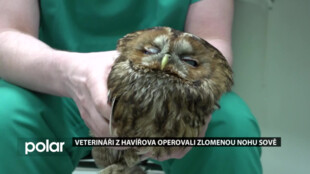 Veterináři z Havířova úspěšně provedli operaci sově, která měla zlomenou nohu