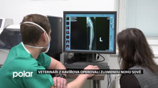 Veterináři v Havířově operovali sově novu, která ji měla zlomenou na třech místech