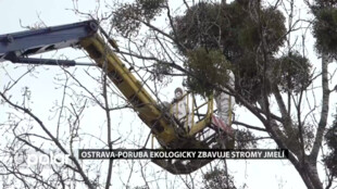 V Ostravě-Porubě prodlužují život stromům. Speciálními postřiky je zbavují jmelí