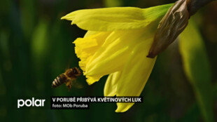 V Ostravě-Porubě je více motýlů i včel. Každoročně tady zvyšují počet květinových luk