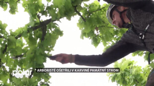 Arboristé ošetřili v Karviné památný strom. Uprostřed parkoviště se mu kupodivu daří