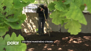 Arboristé ošetřili v Karviné památný strom uprostřed parkoviště