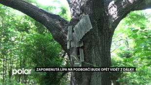 Lípa na Podborčí je Strom hrdina. Z džungle ji chce vysekat spolek Pestré vrstvy