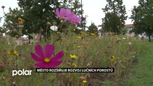 Frýdek-Místek rozšiřuje luční porosty, prospívají totiž přírodě