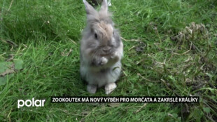 Zookoutek v karvinském parku má nový výběh pro morčata a zakrslé králíky