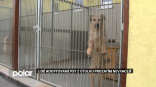 Lidé adoptované psy z útulku prozatím nevracejí, v Havířově už zůstali v kotcích jen ti velcí
