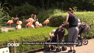 Ostravská ZOO je o prázdninách velmi populární. Návštěvníci jezdí z celé naší země, Polska i Slovenska