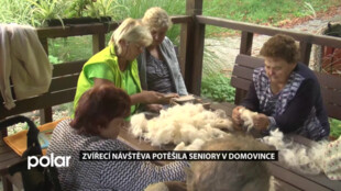 Návštěva ovce s jehňaty potěšila seniory v Domovince