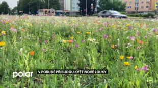 Květinová louka u Francouzské ulice se lidem tak líbila, že nezůstane jedinou v Porubě