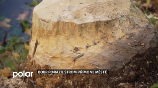 Bobr porazil strom přímo v obydlené části Opavy, do města se zatím neodvážil
