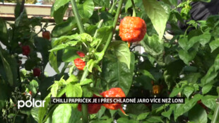 V Ostravě pěstují nejpálivější chilli papričky světa. Letos se jich urodilo více než loni