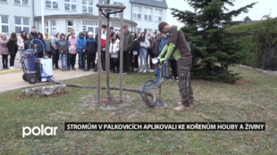 Stromům v Palkovicích aplikovali injekčně ke kořenům houby a živiny