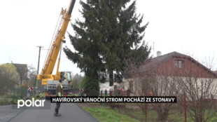 Havířovský vánoční strom pochází ze Stonavy