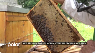 Včelaři v MSK bojují s morem včelího plodu, aktuálně zasáhl včelstva na Třinecku