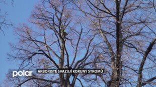 Arboristé svazují koruny stromů kvůli bezpečnosti