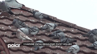 V Karviné začali regulovat počet holubů. Jsou přemnoženi kvůli krmení od lidí