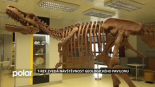Tyrannosaurus rex zvýšil zájem o prohlídky Geologického pavilonu VŠB-TUO
