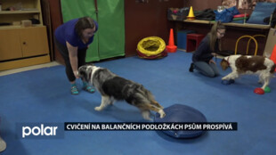Cvičení na balančních podložkách psům zdravotně prospívá a hlavně je to baví