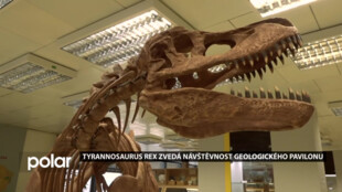 Tyrannosaurus rex zvýšil zájem o prohlídky Geologického pavilonu VŠB-TUO