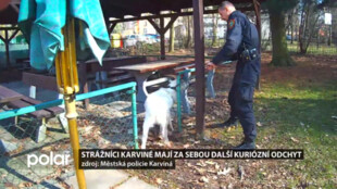 Karvinští strážníci mají za sebou další kuriózní odchyt. Tentokrát utekl majiteli kozel